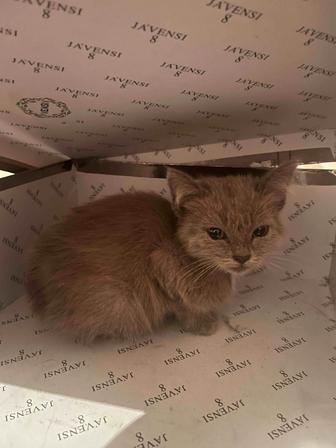 Котенок Отдам Срочно