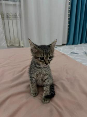 Кошки отдам в добрые руки