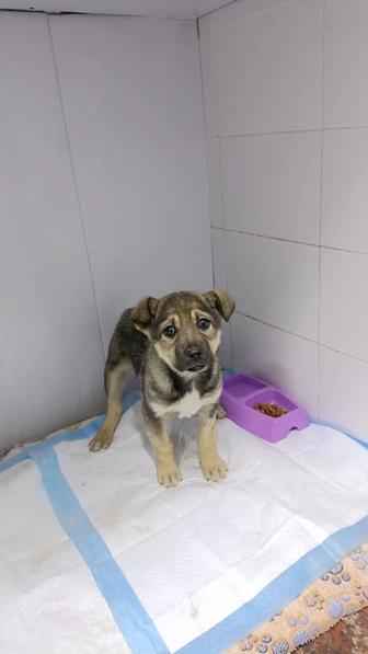 Щенки в хороший дом