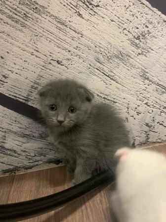 Продам Британских чистокровных котят