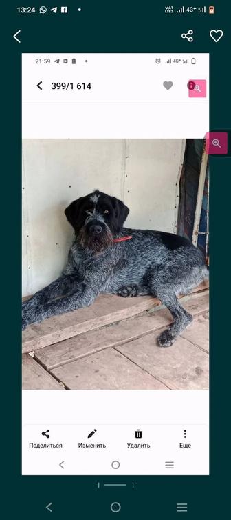 Кобель дратхаара на вязку