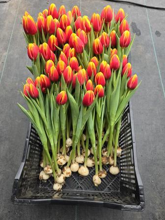Тюльпаны