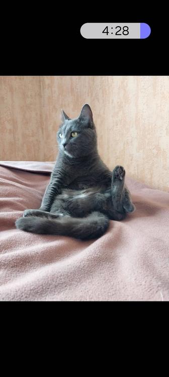 Домашняя кошка
