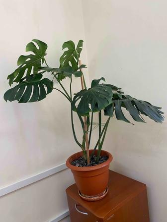 Монстера взрослая