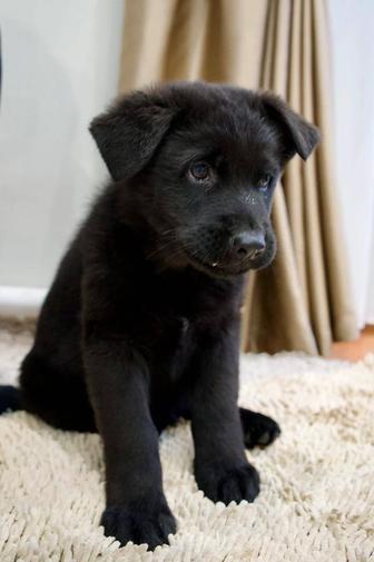 Продажа щенков немецкой овчарки