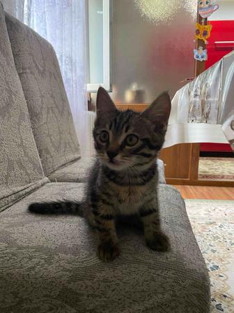 Котята окраса табби