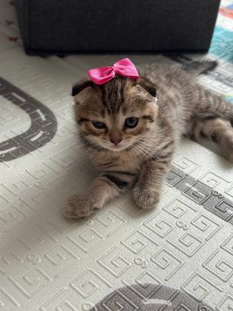 Вислоухая девочка шотландец