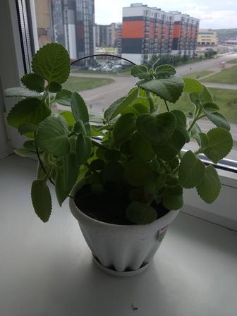 Комнатное растение Мята
