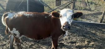 Годовалая телочка