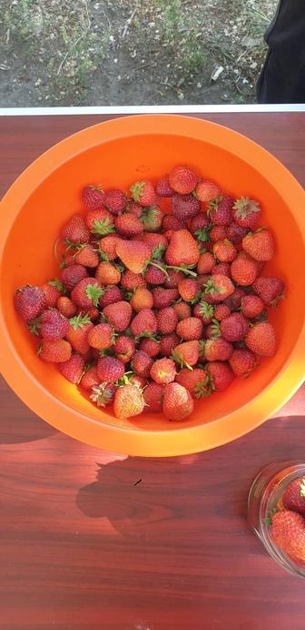 Продам домашнюю клубнику