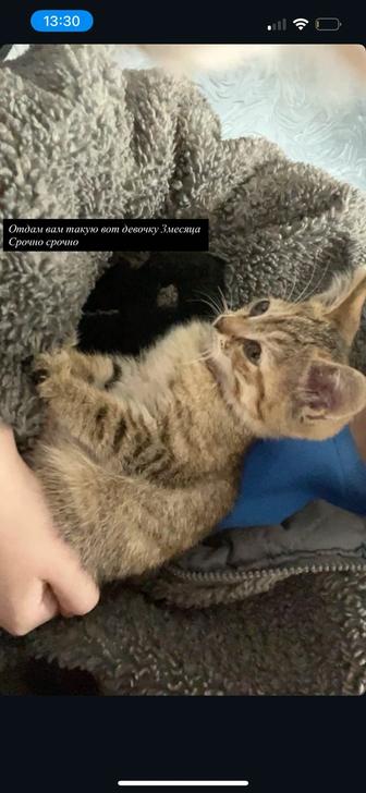 Отдам Котенка срочно 1 день до усыпления