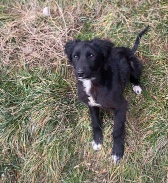 Щенок(помесь тазы)