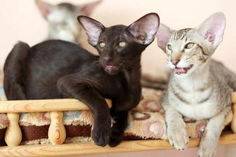 Шикарные Черные котята! Ориенталы