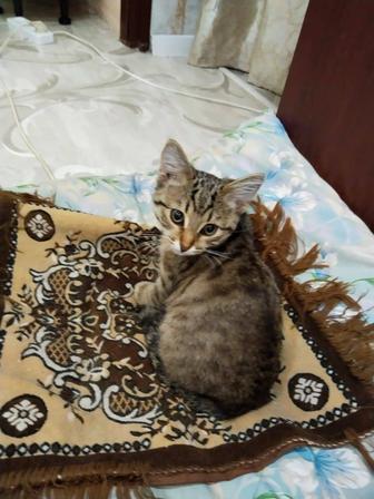 Отдам в добрые руки котят