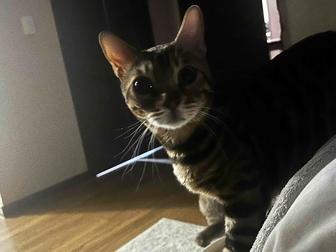 Продам бенгальского кота