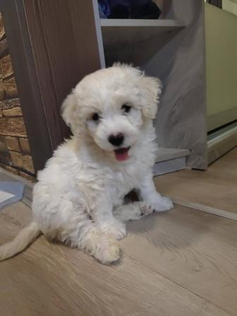 Предзаказ на щенков Бишон фризе