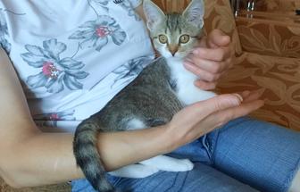 Котенок