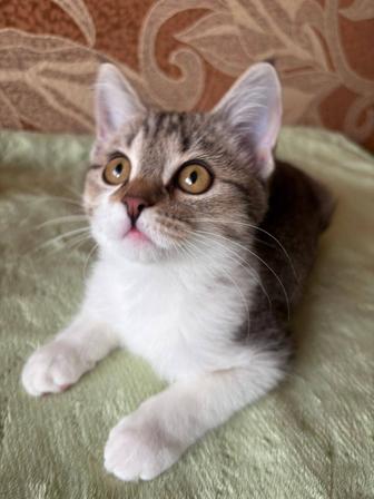 Котенок