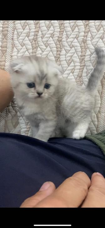 Шотландские клубные котята
