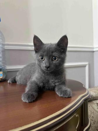 Отдам котенка
