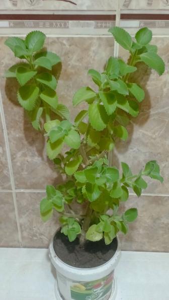 Продам комнатную мяту