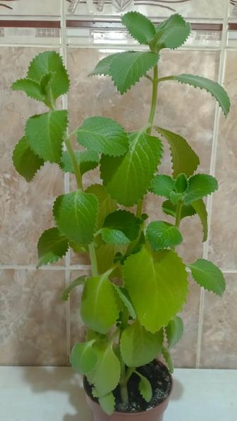 Продам комнатную мяту