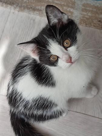 Отдам котят в хорошие руки