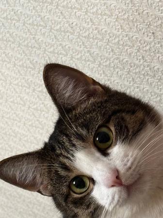 Отдам кота в добрые руки