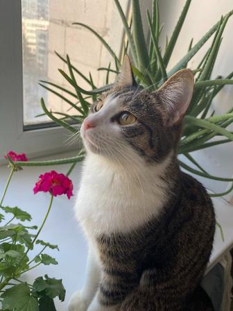 Отдам кота в добрые руки