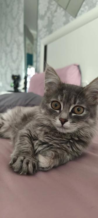 Кошечка ищет дом