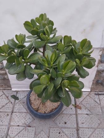 Крассула, монетное дерево.