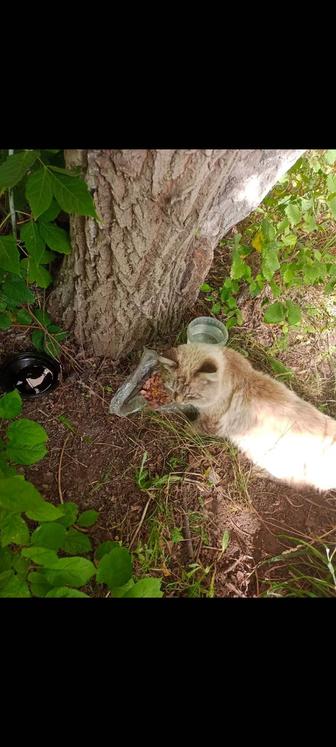 Шикарный котик