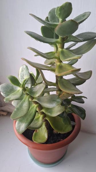 Продам толстянку