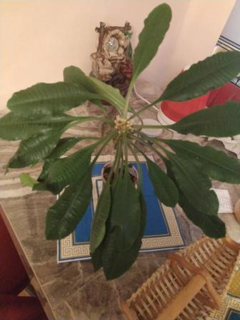 Продам комнатное растение