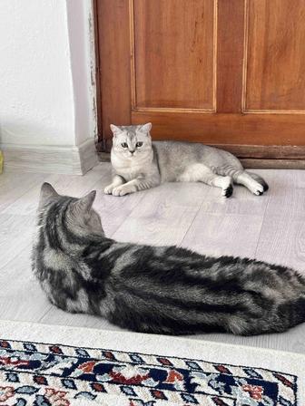 Шотландские котята!