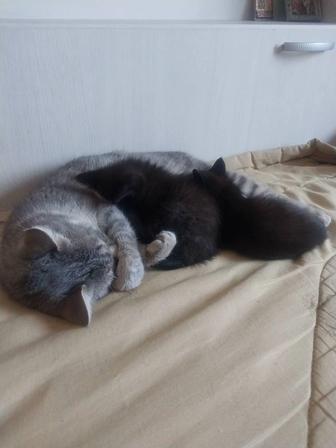 Котята бесплатно