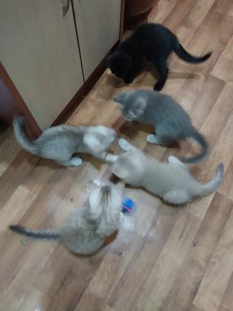 Котята 2 месяца