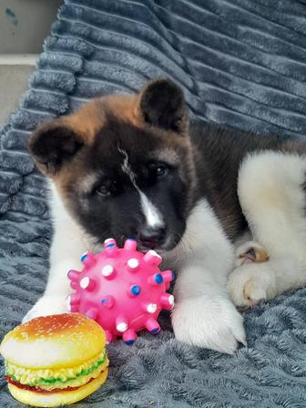 Мальчик американской акиты с документами