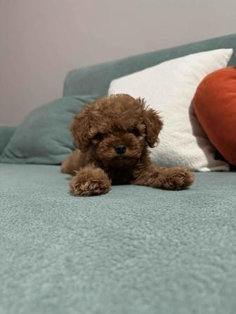 Продаю щенка той-пудель миниатюрный