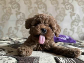 Продаю щенка той-пудель миниатюрный