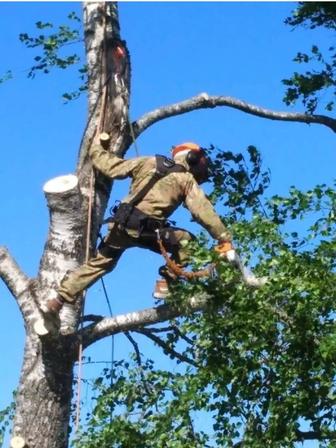 Спил распил обрезка деревьев Алматы и области.