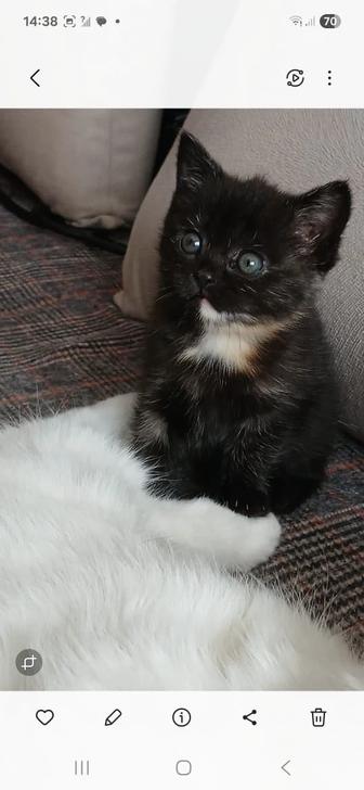 Котенок девочка в добрые руки