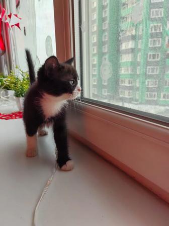 Отдам котенка