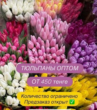 Предзаказ тюльпаны