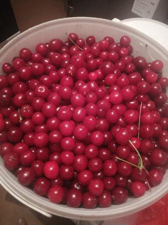 Продам вишню сочная ароматная садовая вишня в наличии 50 кг