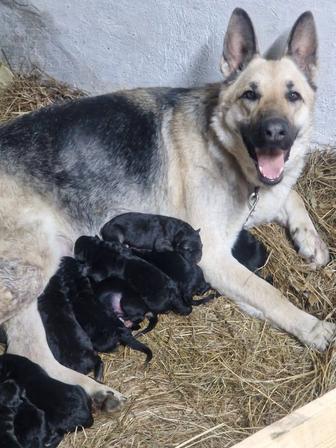 Продам щенков ВЕО