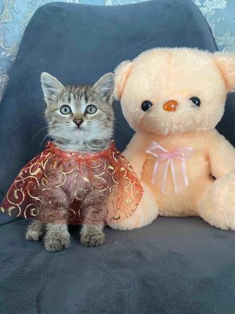 Отдам Котят в добрые руки