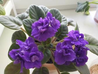 Продам или поменяю на равноценные фиалки