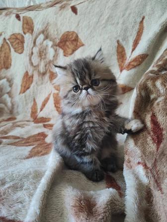Продам персидского котенка(девочка)