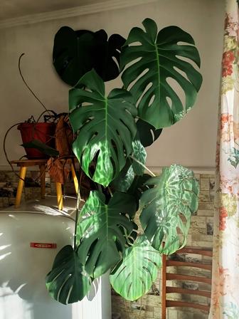 Продам монстеры